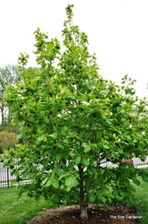 Magnolia 'Elizabeth' — photo 2